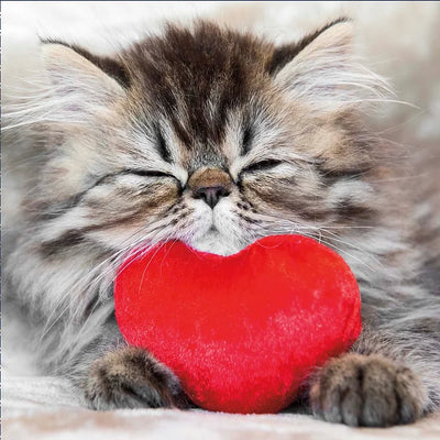 Happy Valentine’s Day Daisy Devotion