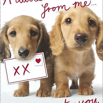 Valentine’s Day Deal - Balloon in a Box & Card Daisy Devotion