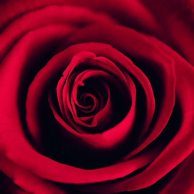 Valentine’s Day Deal -  Love Birds & Card Daisy Devotion